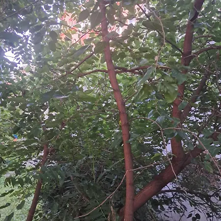 Apartment Quiet Garden Belgrad