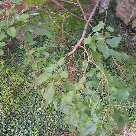 Quiet Garden * Belgrade